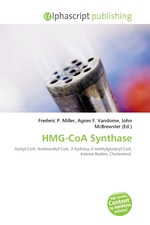 HMG-CoA Synthase