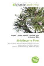 Bristlecone Pine