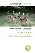 Cerf Elaphe