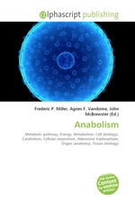 Anabolism